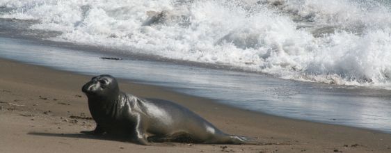 Kalifornien für Deutsche